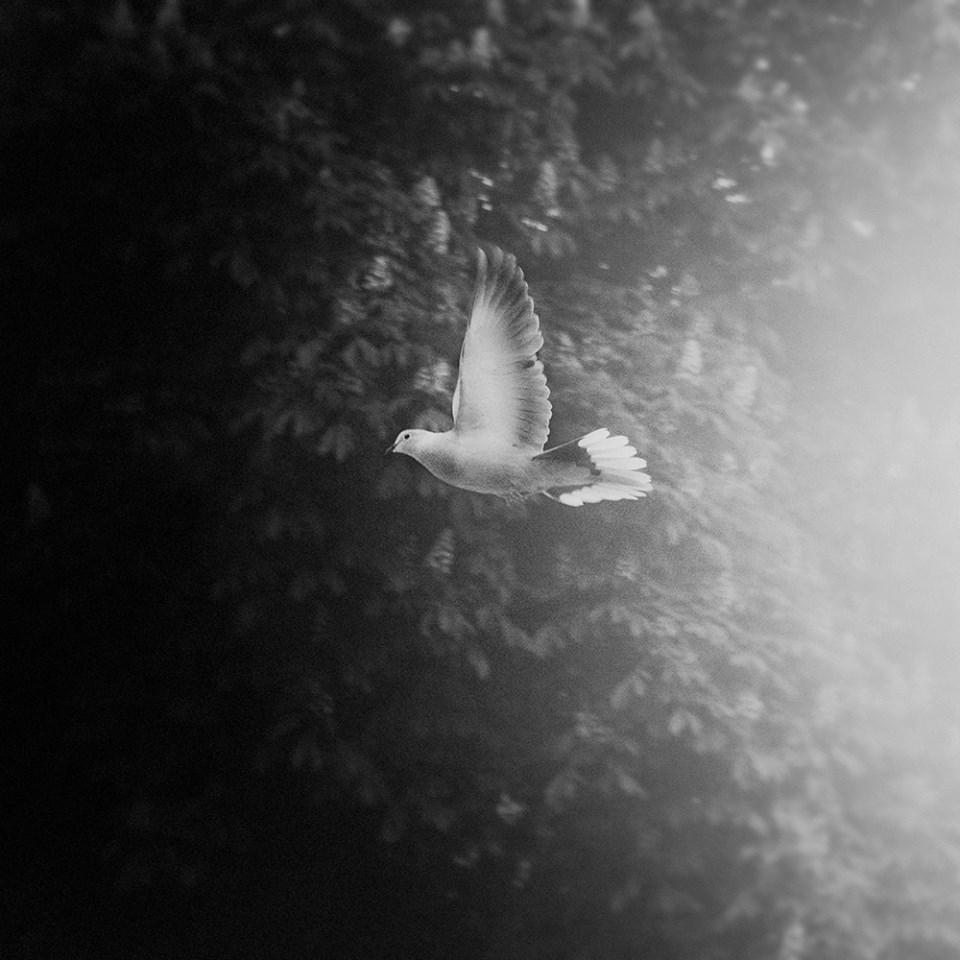 View larger image View larger image